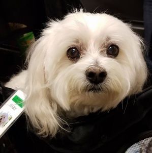 Meet your Posher, Norma